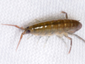 unidentified Talitrid